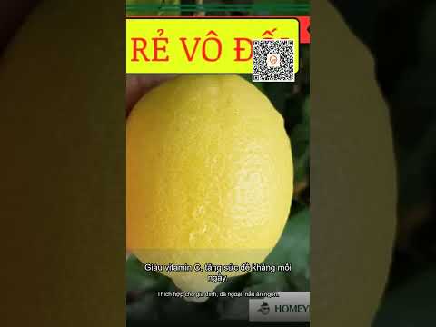 Chanh Vàng Tươi Size To 5kg Giá Rẻ Nhất - Giao Hàng Hỏa Tốc 1h Chỉ 116.000đ