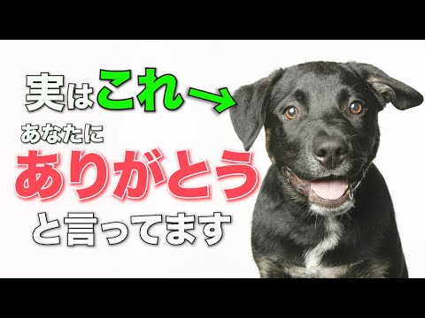 犬は感情を見極める目を持っています