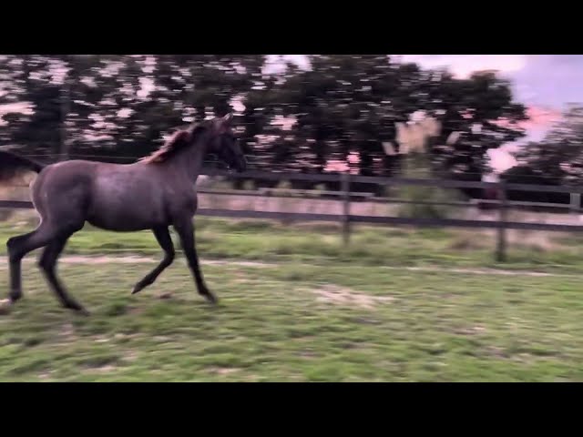 Yearling femelle untouchable 27 x Falko de hus