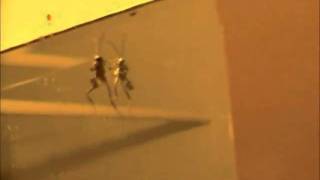 Hatchet Wasp: weird black flying insect