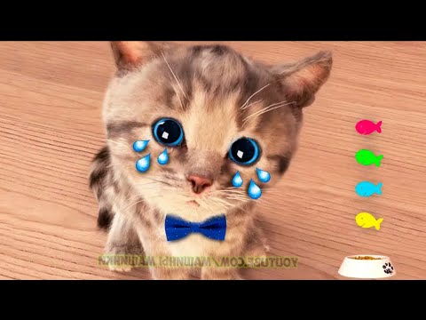 CUTE LITTLE KITTEN ADVENTURE 🎄 TOP ANIMAL EDUCATIONAL VIDEO FOR PRESCHOOLERS 😸