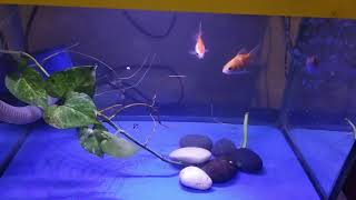 Download lagu Story WA | Aquarium minimalis | mega tank | Aquarium Mini Cantik | Instagram Story | #Shorts mp3
