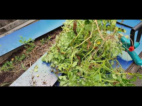 Harvest Very Large Home Grown🥔🥔🥔 Potatoes🥔🥔🥔 on 05.08.2020 Wednesday