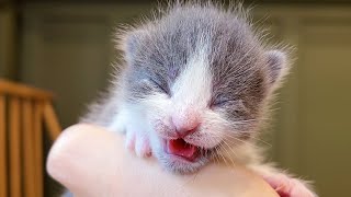 Naming My Newborn Kittens