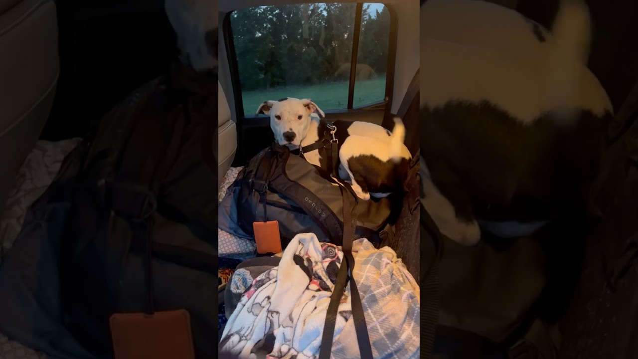 Enlarge Scout, a ADOPTABLE Pit Bull Terrier in Kansas City, MO video 5/6