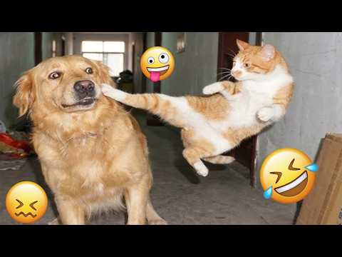 CRAZY DOGS 2026 That Will Make You Laugh NONSTOP  😂🐶 Best Funny Dog Moments! #11