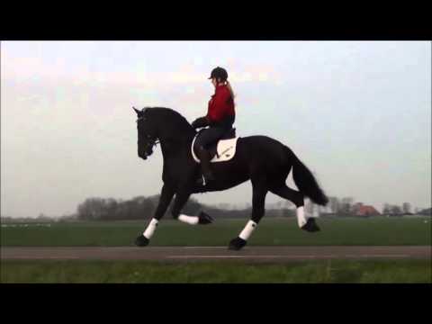 Klaske Uwe x Brandus star mare 2011