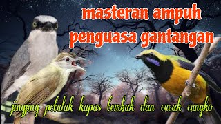 Download lagu Jingjing petulak kapas tembak dan cucak cungko penguasa gantangan 🔥🔥 mp3