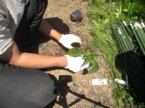 エンジェルトランペット 植物