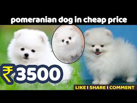 pomeranian dog under 3500 in punjab II PET CLUES