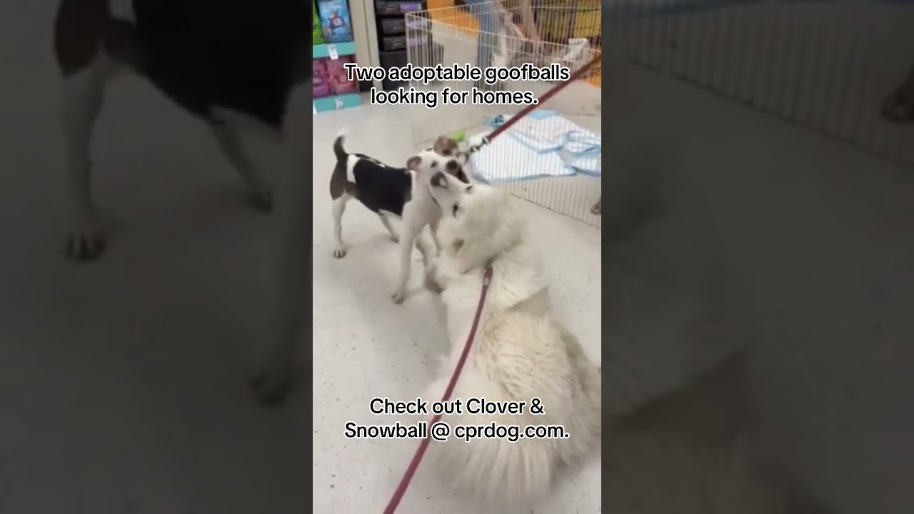 Enlarge Clover, an adopted mixed breed in Watertown, CT video 2/6