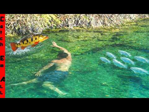 DIVING in CRYSTAL CLEAR WATER to Catch EXOTIC FISH!