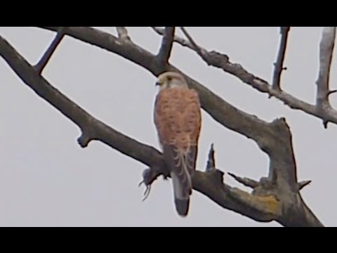 Ptice Hrvatske - Vjetruša, mužjak (Falco tinnunculus) (Birds of Croatia - Kestrel, male) (2/2)