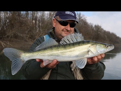 Jiganje smuđa na Savi (Zander jigging)