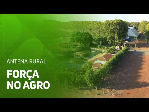 Regeneração impulsiona desenvolvimento agrícola no Piauí