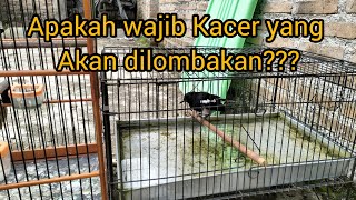 Download lagu MANDI WAJIB KACER KETIKA MAU LOMBA mp3