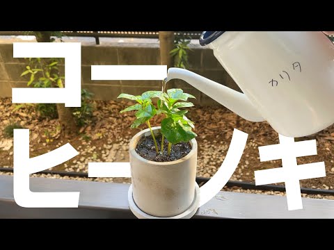 園芸 アラビアンコーヒーの木