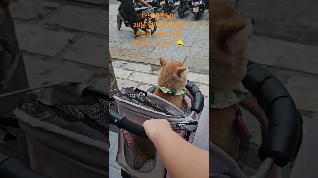 다낭 가성비 스테이크집 ~ 하지만 노 pet~ 하지만  울 도순이 프리패스 해줌!!!  귀여워서? ? #다낭…