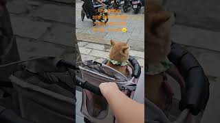 다낭 가성비 스테이크집 ~ 하지만 노 pet~ 하지만  울 도순이 프리패스 해줌!!!  귀여워서? ? #다낭…