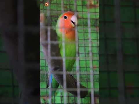 Lovebird Sounds | Lovebird singing ( Part 2 )