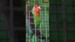 Download lagu Suara Lovebird | Lovebird Berkicau ( Bagian 2 ) mp3 Download lagu Suara Lovebird | Lovebird Berkicau ( Bagian 2 ) mp3