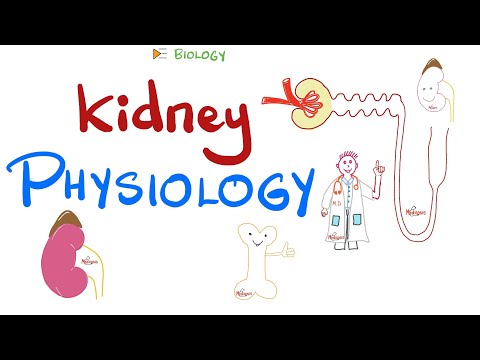 Kidney Physiology High-Yields | Quick Review