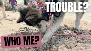 Curb Your Dog's Indoor Digging with iDig
