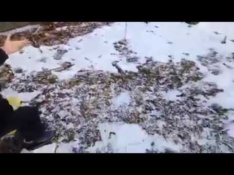 major suchodolski nitro trip