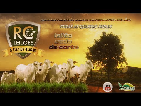 RC LEILÕES E EVENTOS PECUÁRIOS -  CATALÃO - GO - 22 DE OUTUBRO DE 2025.