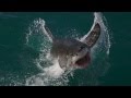 Sharkpocalypse - Shark Week - South Africa - Apex ...