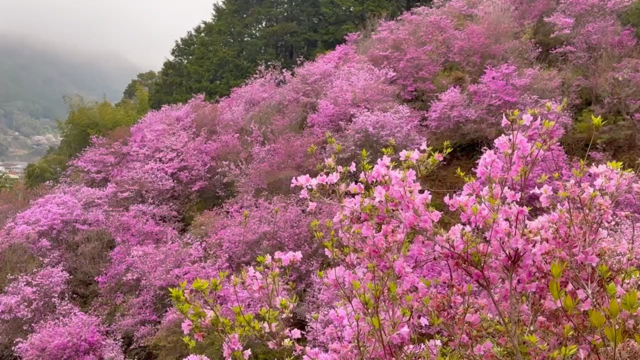 2026/04/06　フジツツジが超超超超超撮り頃になった四万十川を望むつつじの山　〜高知県四万十町〜
