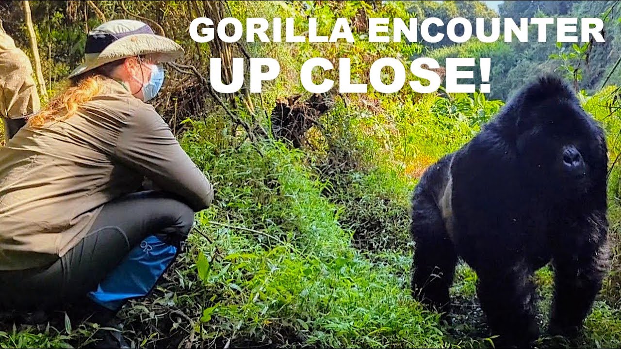How to See the Mountain Gorillas in Uganda
