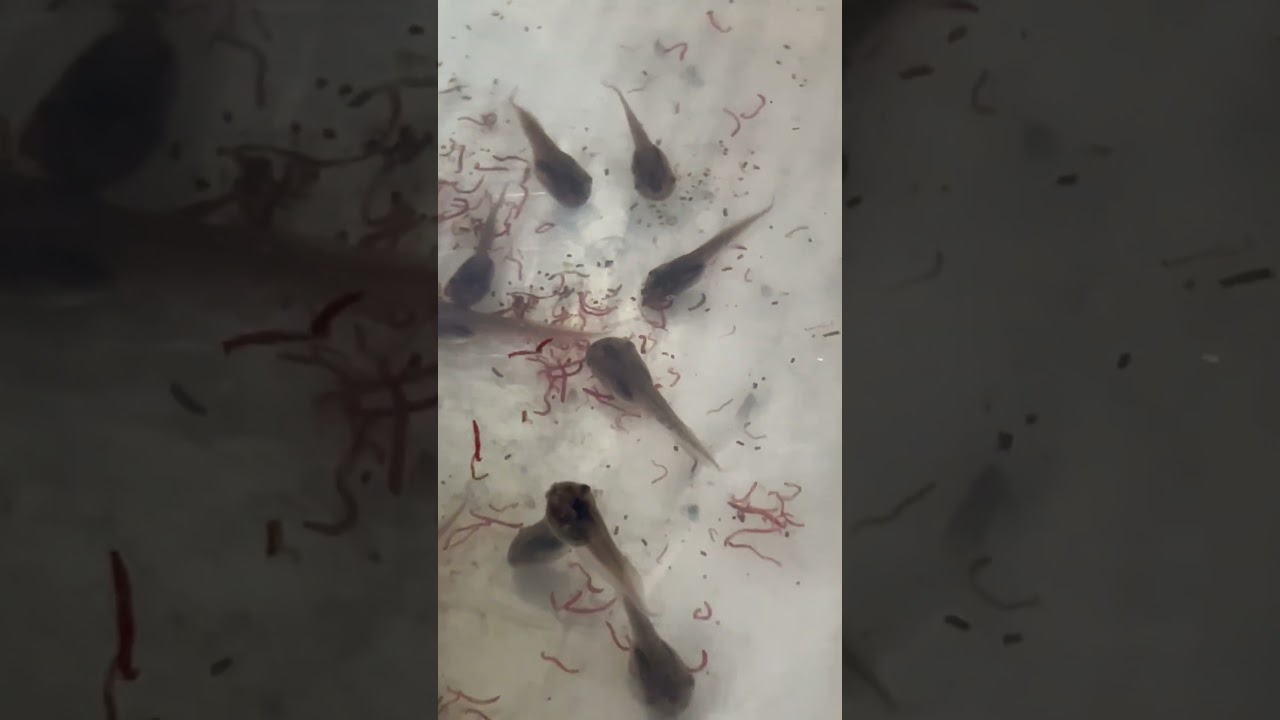 アカメアマガエルのオタマジャクシ