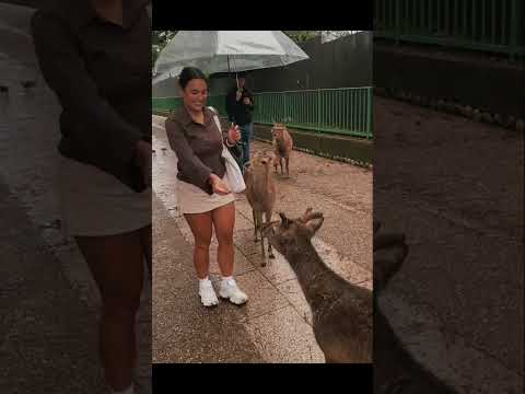 Zašto su jeleni u Japanu toliko pristojni#viral #zanimljivo #foryou