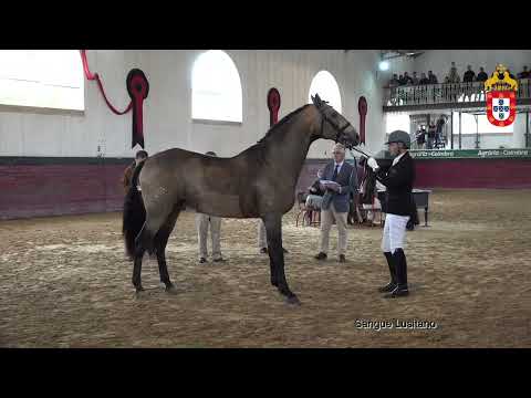 231021 14 Mistral dos Rios - Aprovação de Reprodutores