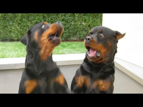 Les rottweilers sont là pour vous faire rire ! Les chiens les plus drôles 2024
