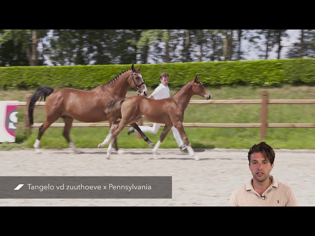 Palm Beach RV (Tangelo v/d Zuuthoeve x Pennsylvania)