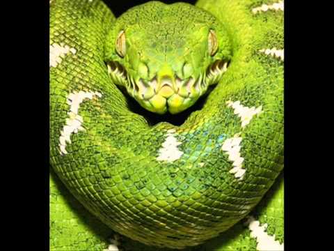 Moz Psywalker - Toxxxisch!