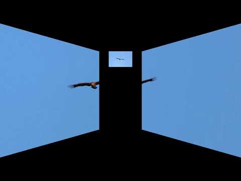 Griffon Vulture  (Gyps fulvus), Limassol - Cyprus 29 Dec 2025. Γύπας Πυρόχρους, Όρνιο , Κύπρος. 