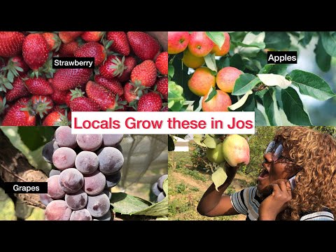 Foreign ‘Most’ Exotic Fruits Grown in Jos Nigeria