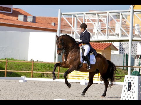 João Torrão & Equador MVL - Grand Prix Special - 2020-11-28 CDI3* Alter Real - 79.04%