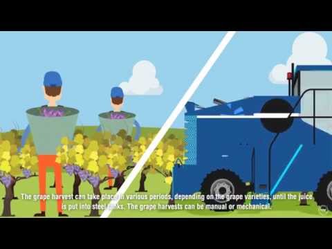 winemaking in AOC Cheverny and AOC Cour Cheverny