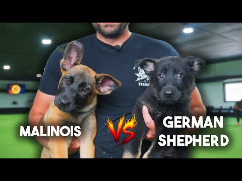 Malinois vs German Shepherd - Why I PREFER German Shepherds!