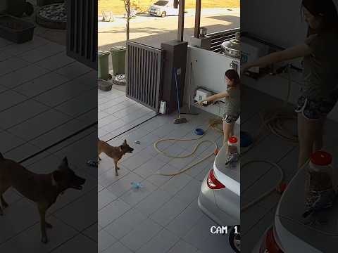 Hola 😒 #vlog #vlogdeperros #shortsdeperros #rutinamatutina #gracioso #amantedemascotas