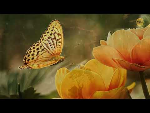 Salmos 64   Salmo 64 para dormir