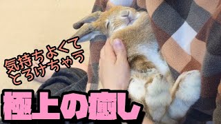 仰向け抱っこが気持ち良くて腕の中でうとうと眠るうさぎ【Rabbit sleeping in my arms】