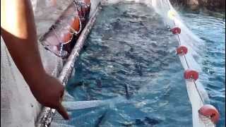 Moi Harvest in the Marshall Islands