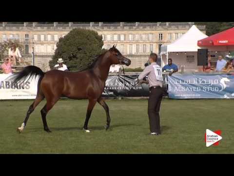 N.77 PAN AL SHARIF - Chantilly 2015 ABCE - Colts 2 years old (Class 7)