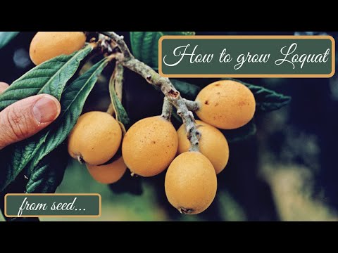 , title : 'How to grow loquat tree from seed -  Μουσμουλιά από σπόρο'