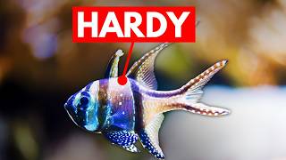 The Only Saltwater Fish That Won't Die on Beginners